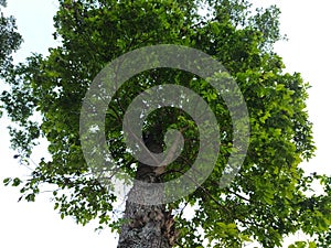 Big Tree With Green Leaves Under Blue Sky, Cianjur, Indonesia - 2021