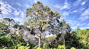 a big tree with green leaves in the white and bright sun, the sky is bright blue