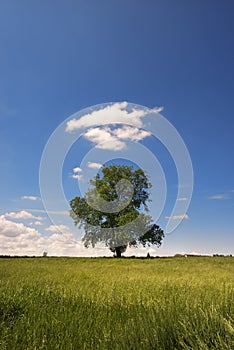 Big Tree on Green Meadow