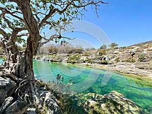 Big tree growing on the lake shore in Wadi Darbat, Salalah, Oman photo