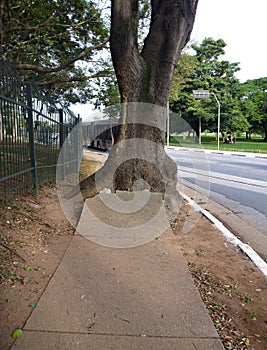 Big tree growing out of damaged concrete sidewalk
