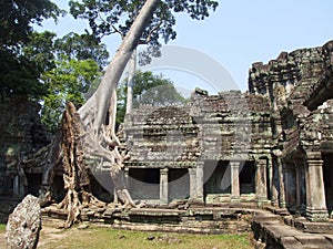 The big tree growing over the Preah Khan temple