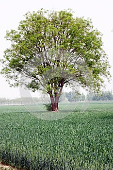 A big tree grows in the wheat field. photo