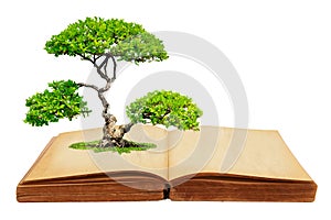 The big tree growth from a book