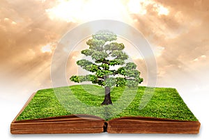 The big tree growth from a book
