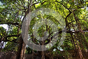 Big Tree with Hanging Prop Roots