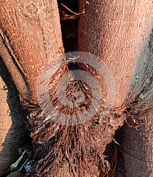 Big tree has a strange shape, growing branches, branching with a cluster of roots.