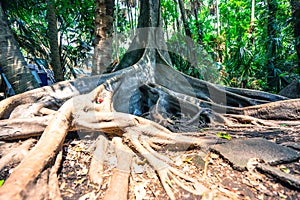 Big tree have buttress root