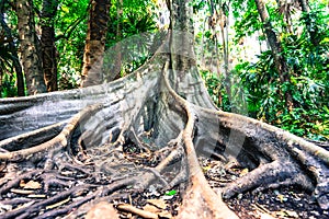 Big tree have buttress root