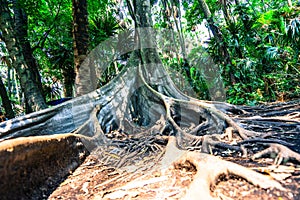 Big tree have buttress root