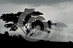 Big tree on the hill, capas