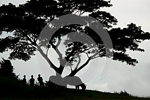 Big tree on the hill, capas