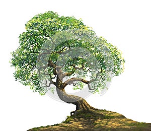 A big tree on hill illustration