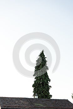 Big tree with house roof and dark sky melancholic lonely view