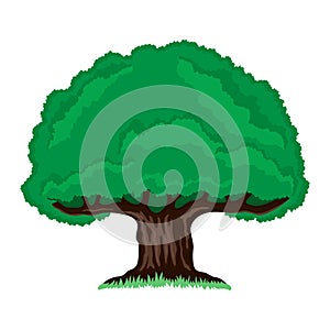 Big tree icon.