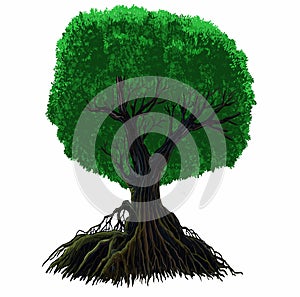 Big tree illustration on white background.