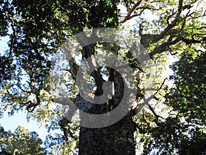 Big Tree in Indigenous African forest, Hogsback