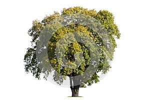 big tree isolate on white background