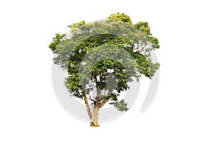 big tree isolate on white