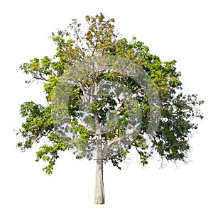 big tree isolate on white