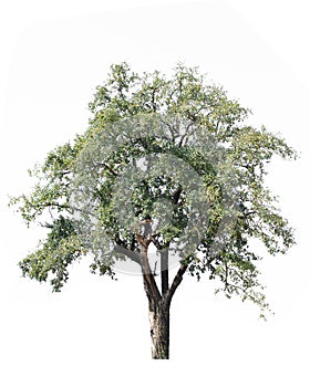 big tree isolate on white