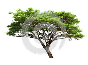 big tree isolate on white background