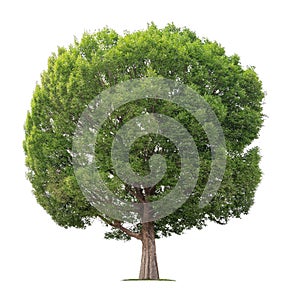 big tree isolate on white