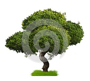Big tree isolate on white background