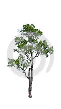 Big tree isolate on white background