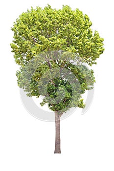 Big tree isolate on white background,clipping path.