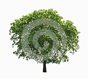 Big tree isolate on white