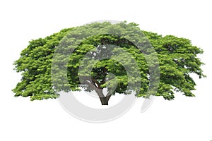 Big tree isolated, Common name : saman, rain tree, monkeypod, gi