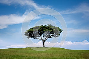 Big tree isolated on grass hill with blue sky