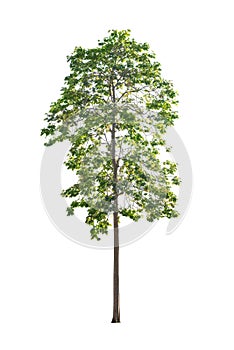 Big tree isolated on white.