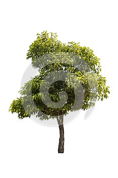 Big tree isolated on white background