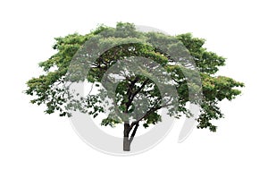 Big tree isolated on white background, Isolated trees on white background