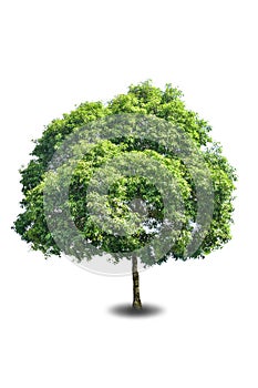 Big tree isolated on white background
