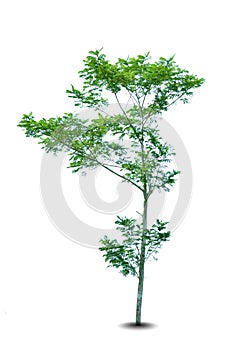 Big tree isolated on white background