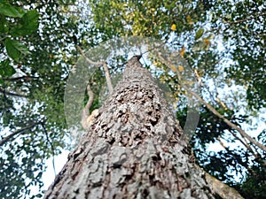 Big tree for jungle esia