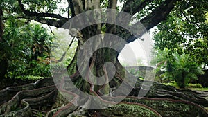 Big tree with large trunk and roots above the ground in forest at summer day