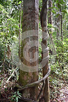 Big tree with a liana twisted around the trunk on the hiking trail at dragon crest in Khao Ngon Nak in Krabi, Thailand, Asia