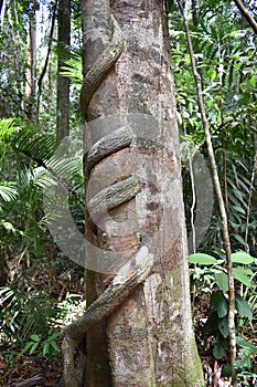 Big tree with a liana twisted around the trunk on the hiking trail at dragon crest in Khao Ngon Nak in Krabi, Thailand, Asia