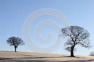 Big Tree Little Tree