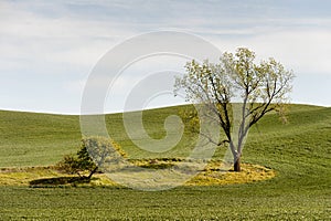 Big Tree, Little Tree