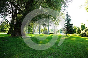 Big Tree Little Tree