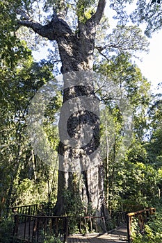 The Big Tree located on the garden route of South Afrca