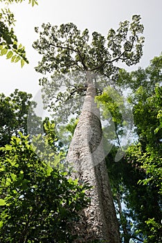 Big tree : Looking up large tree remaining in the wild today.