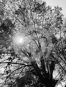 A big tree with lots of branches and sunlight intruding between them in shades of black and white