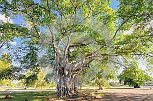 Big tree with lush foliage