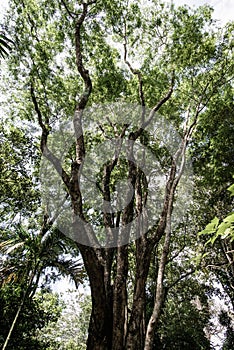 Big tree in Mae Fah Luang Garden